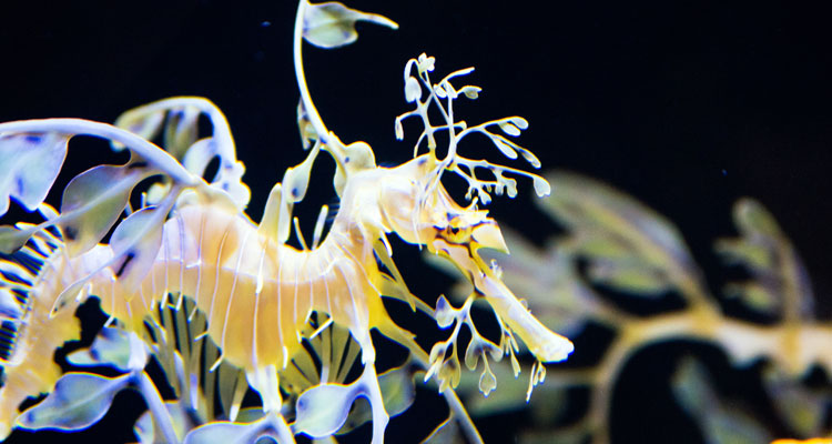 Birch Aquarium