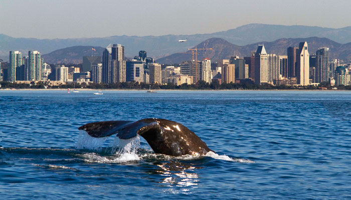 Whale Watching